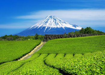 Το matcha απειλείται από το κλίμα – η γονιδιωματική δίνει ελπίδα