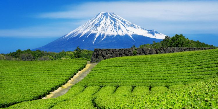 Το matcha απειλείται από το κλίμα – η γονιδιωματική δίνει ελπίδα